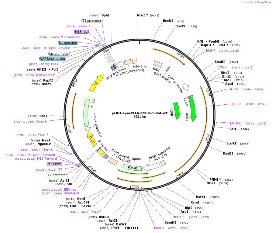 134645-plasmid-map-sequence-id-266496
