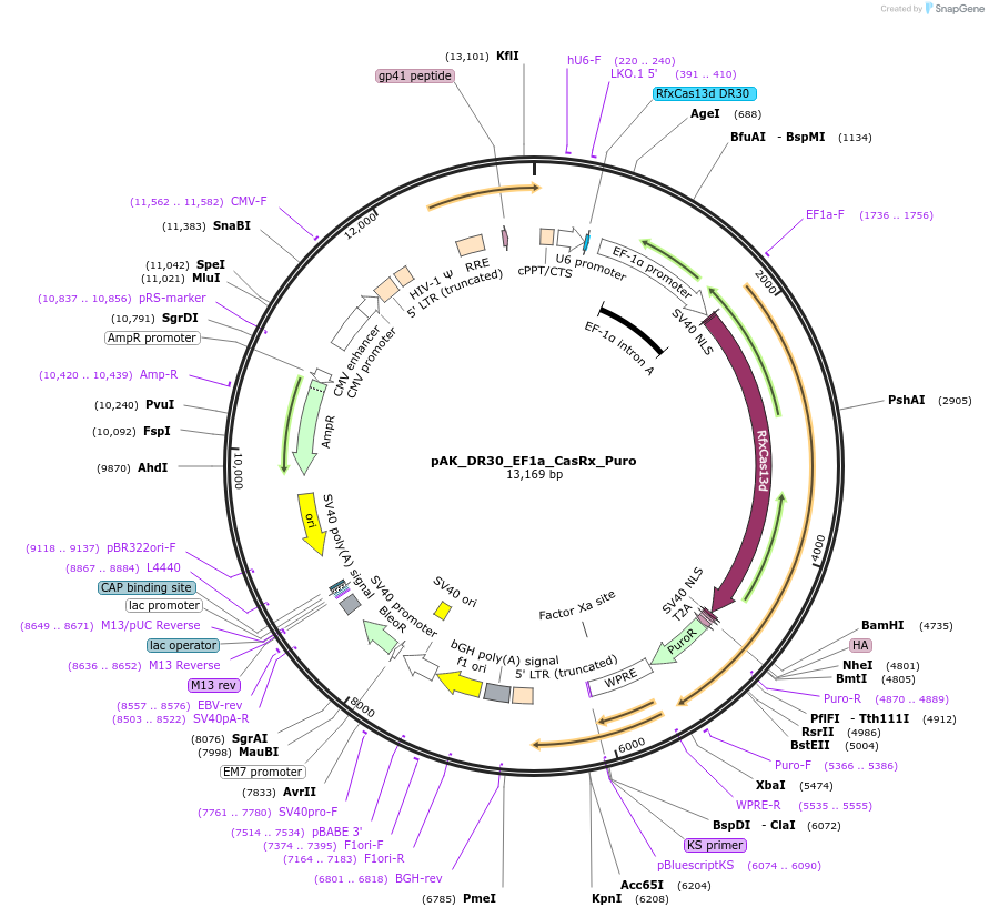 134842-plasmid-map-sequence-id-266572