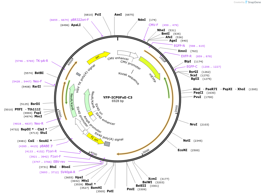 134561-plasmid-map-sequence-id-266619