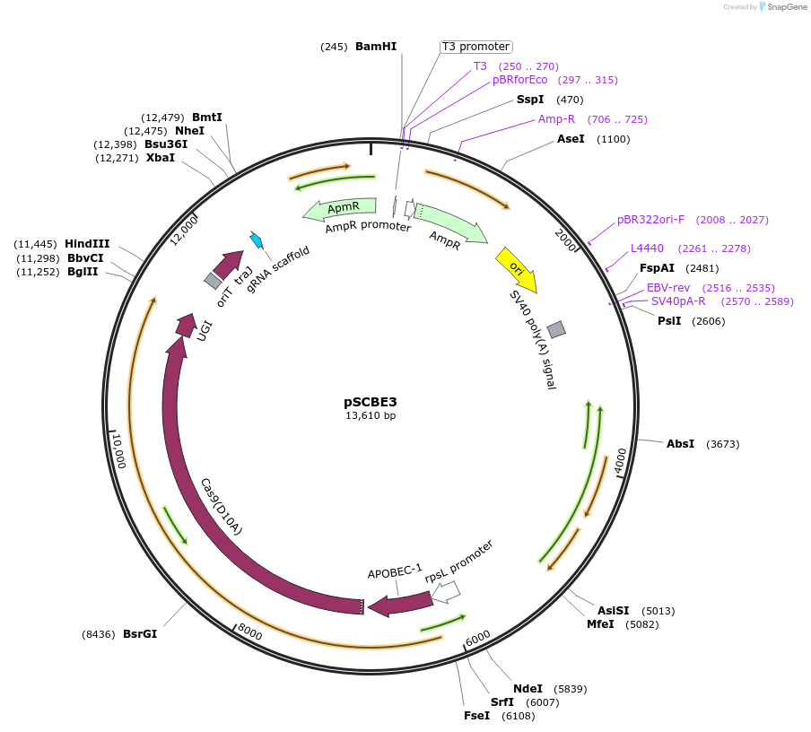 133966-plasmid-map-sequence-id-266621