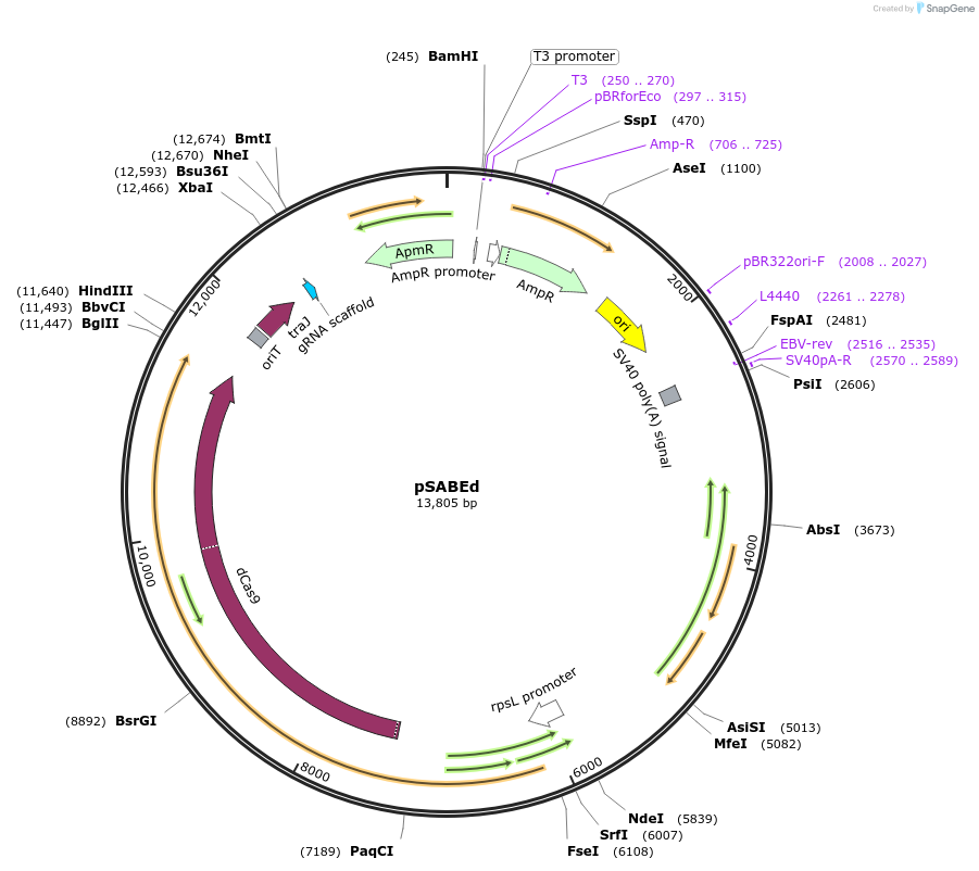 133968-plasmid-map-sequence-id-266624