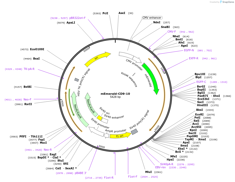 54029-plasmid-map-sequence-id-266657