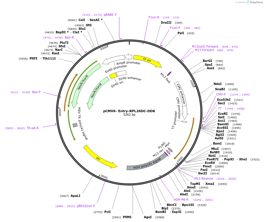 133867-plasmid-map-sequence-id-266661