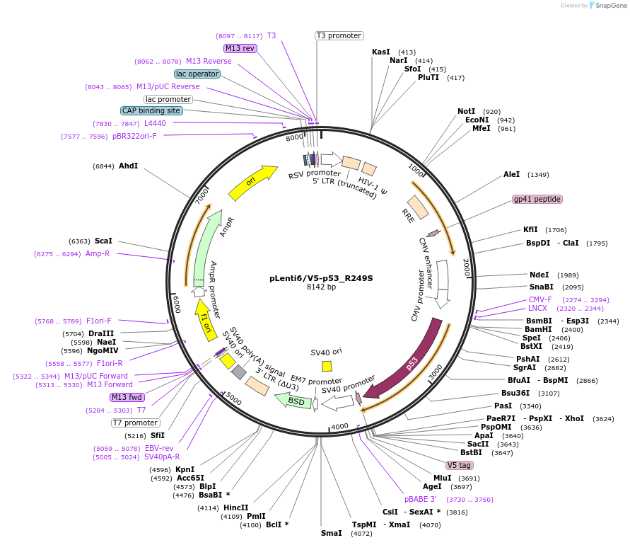 22935-plasmid-map-sequence-id-266670