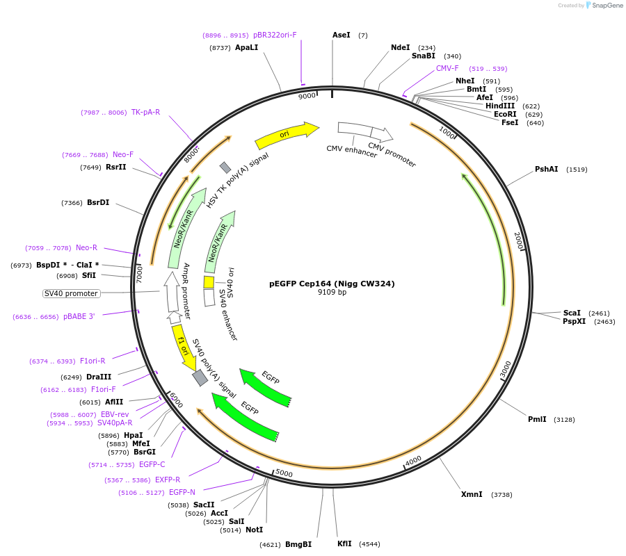 41149-plasmid-map-sequence-id-266682