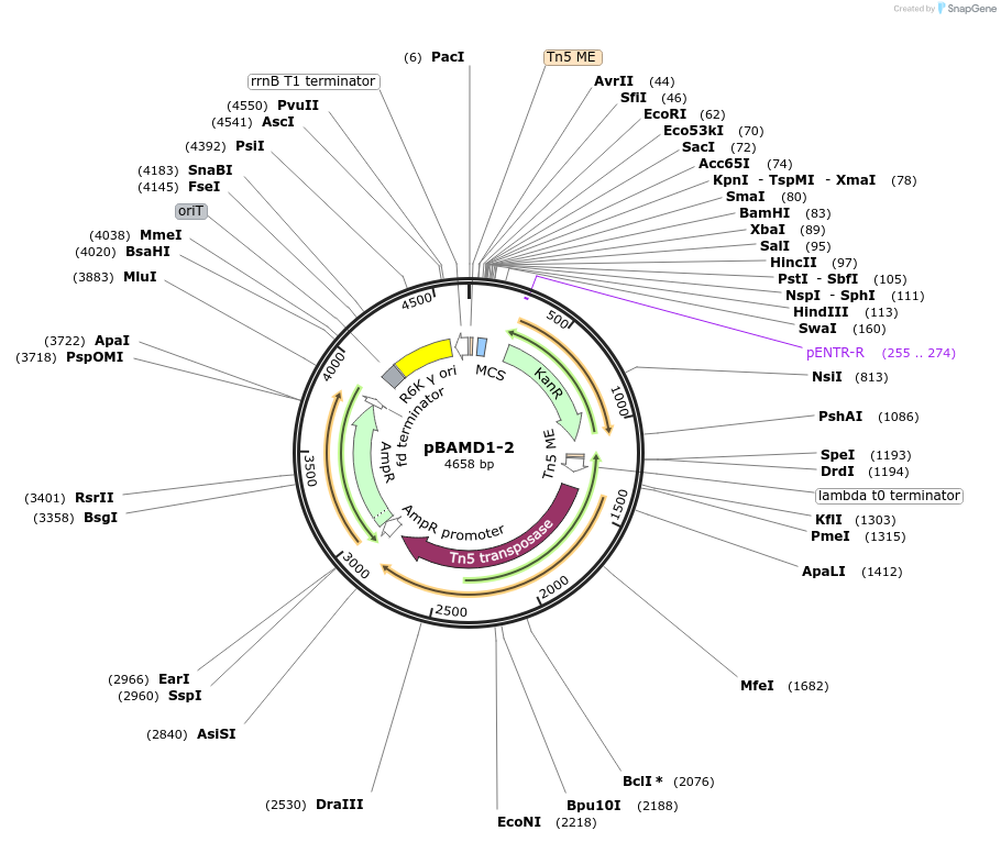 61564-plasmid-map-sequence-id-266683