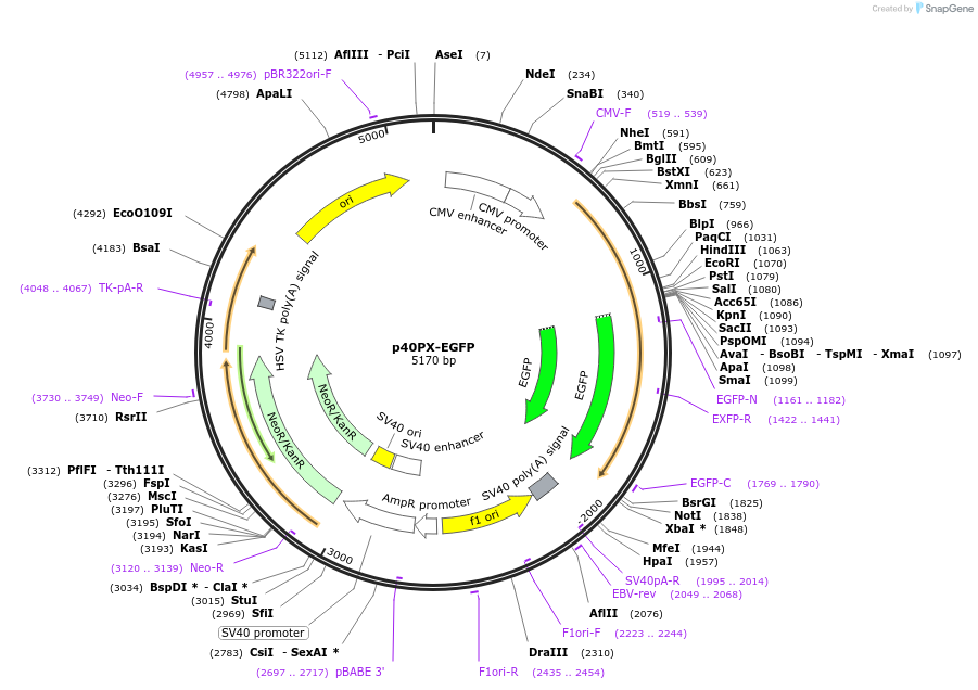 19010-plasmid-map-sequence-id-266685