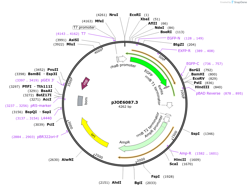 135082-plasmid-map-sequence-id-266686