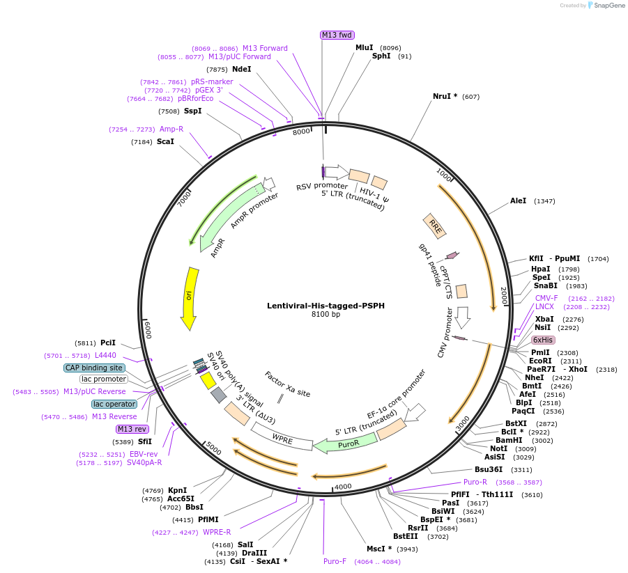 134786-plasmid-map-sequence-id-266694