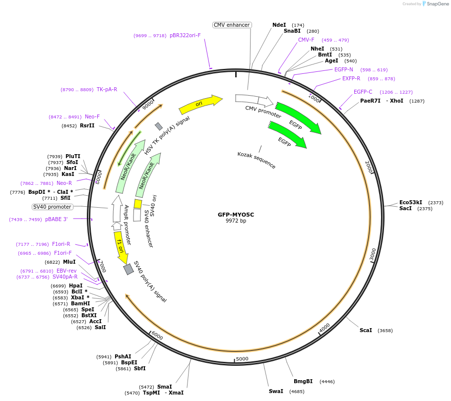 135404-plasmid-map-sequence-id-266695