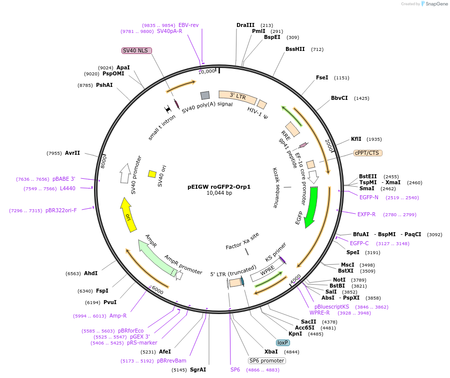 64993-plasmid-map-sequence-id-266708