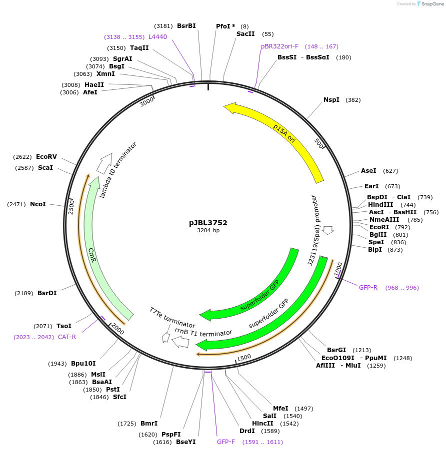 128809-plasmid-map-sequence-id-266729