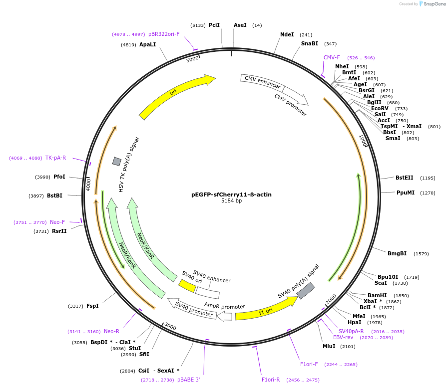 70221-plasmid-map-sequence-id-266731