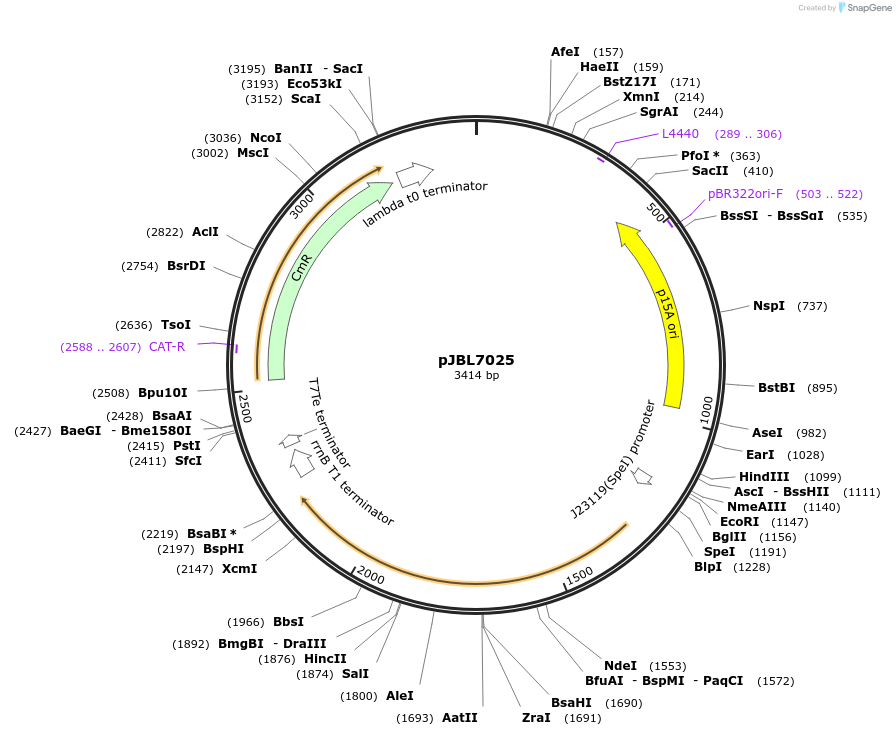 128810-plasmid-map-sequence-id-266732