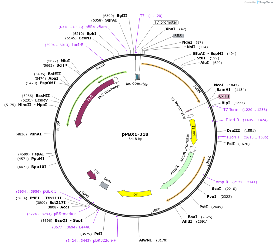 8589-plasmid-map-sequence-id-266747