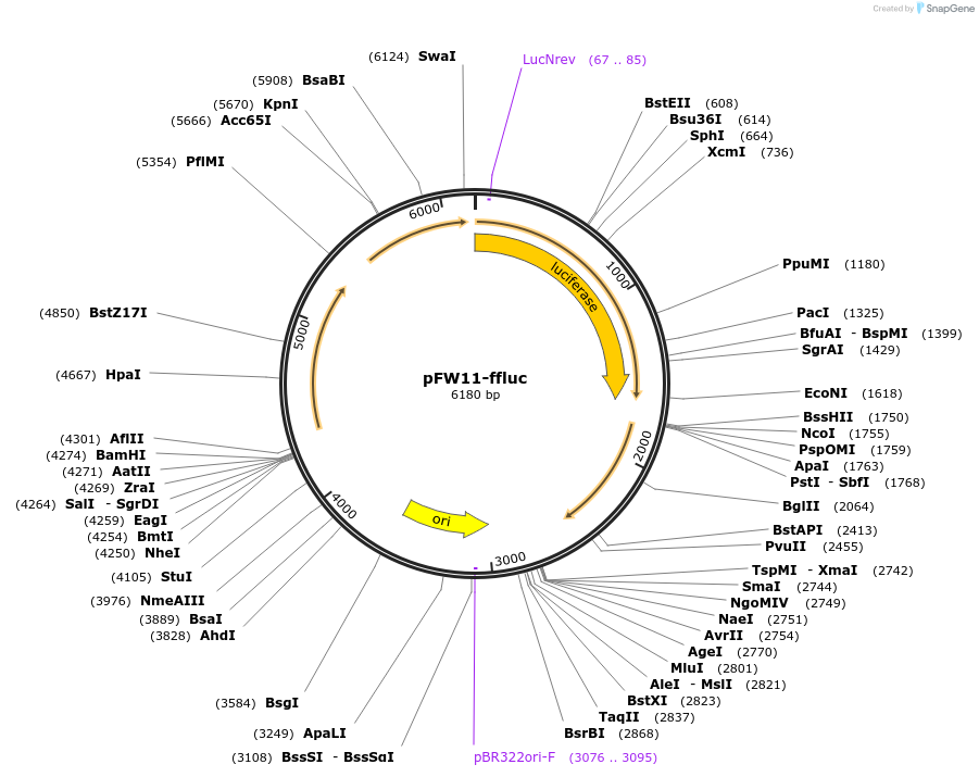 128487-plasmid-map-sequence-id-266752