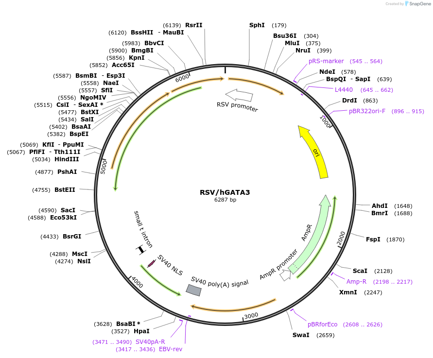 83814-plasmid-map-sequence-id-266778