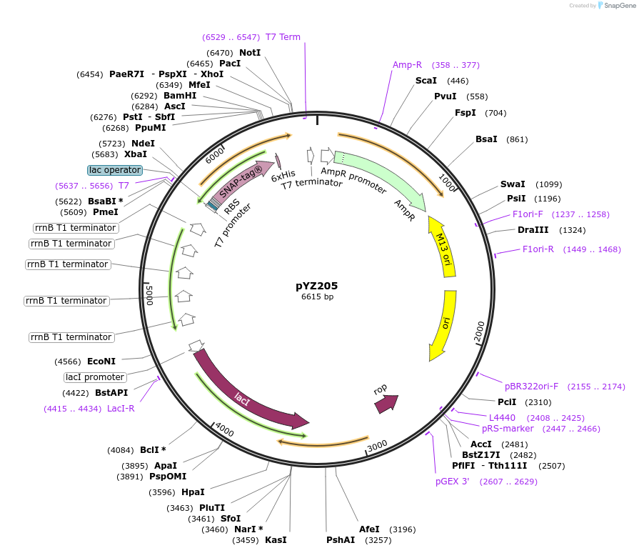 104586-plasmid-map-sequence-id-266802