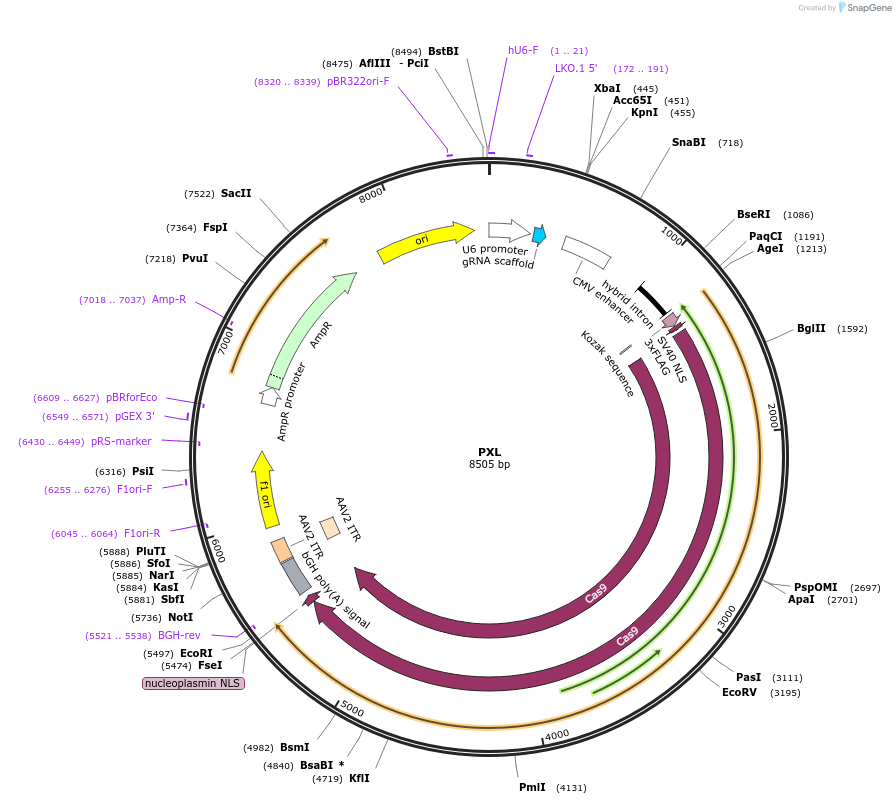 75349-plasmid-map-sequence-id-266810