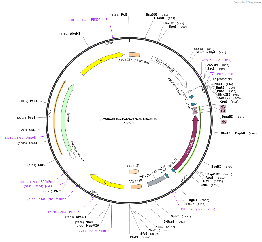 133729-plasmid-map-sequence-id-266811