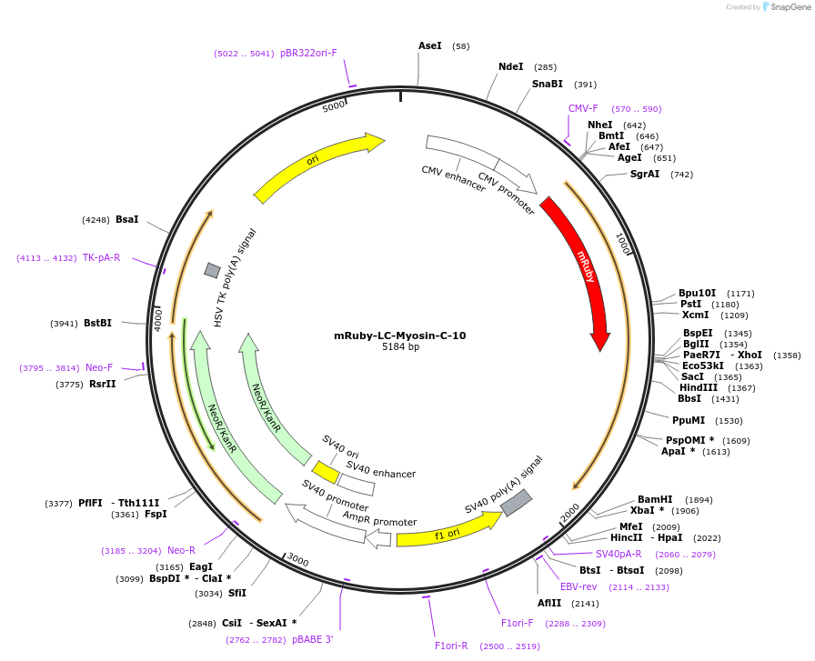 55870-plasmid-map-sequence-id-266826
