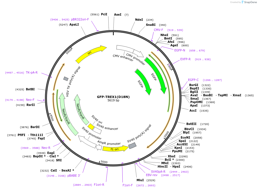 27220-plasmid-map-sequence-id-266834