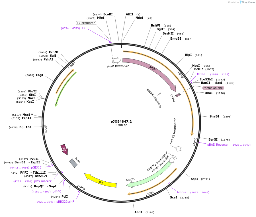 135086-plasmid-map-sequence-id-266836