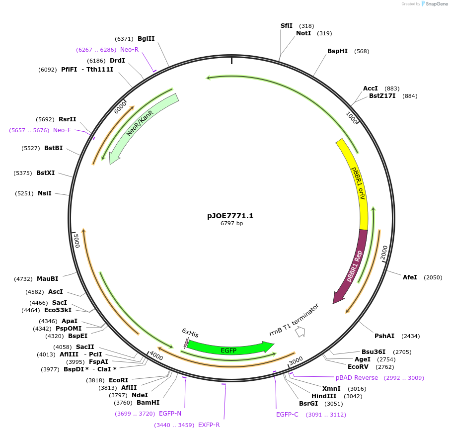 135077-plasmid-map-sequence-id-266859