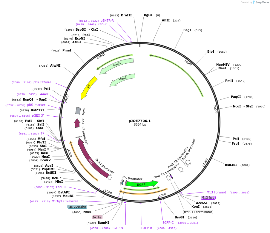 135075-plasmid-map-sequence-id-266860