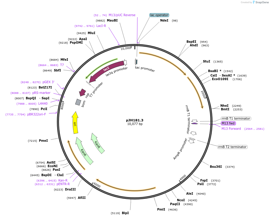 135076-plasmid-map-sequence-id-266861