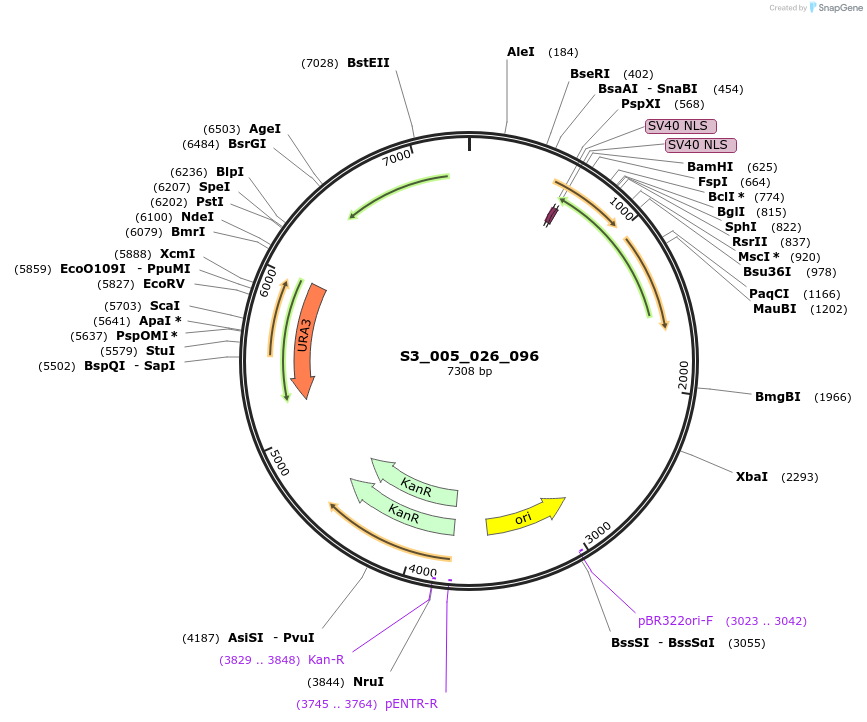 134408-plasmid-map-sequence-id-266869