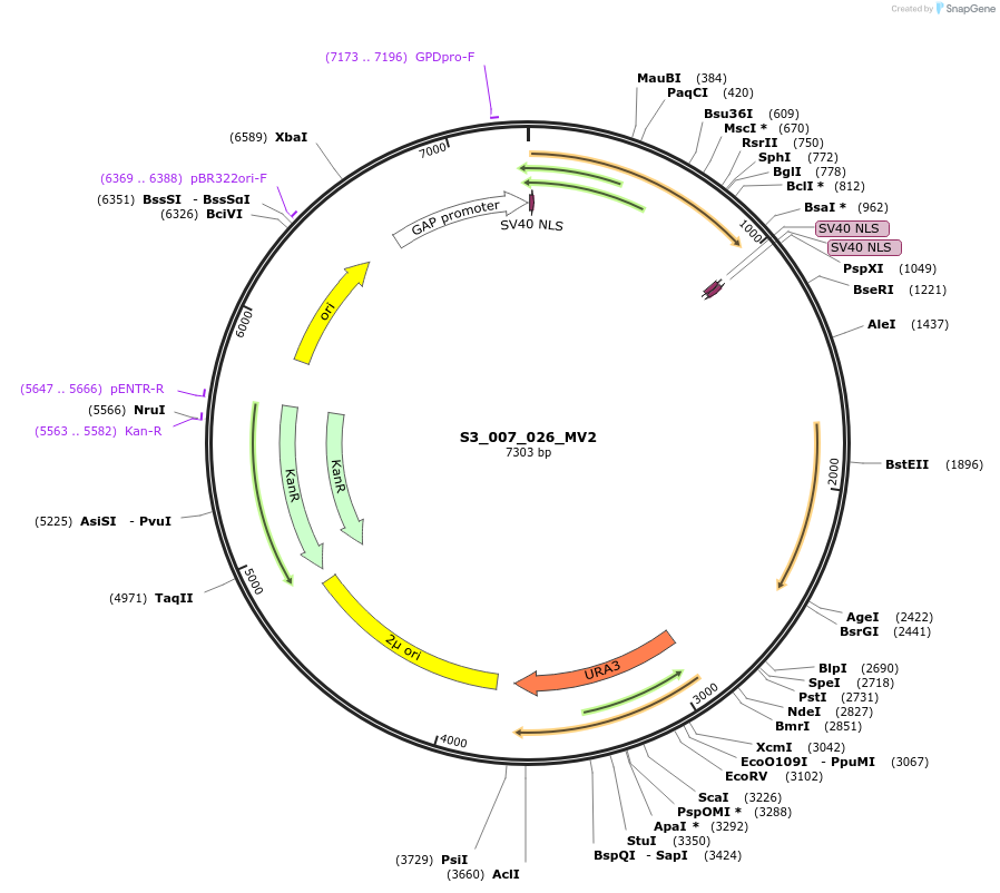 134424-plasmid-map-sequence-id-266873