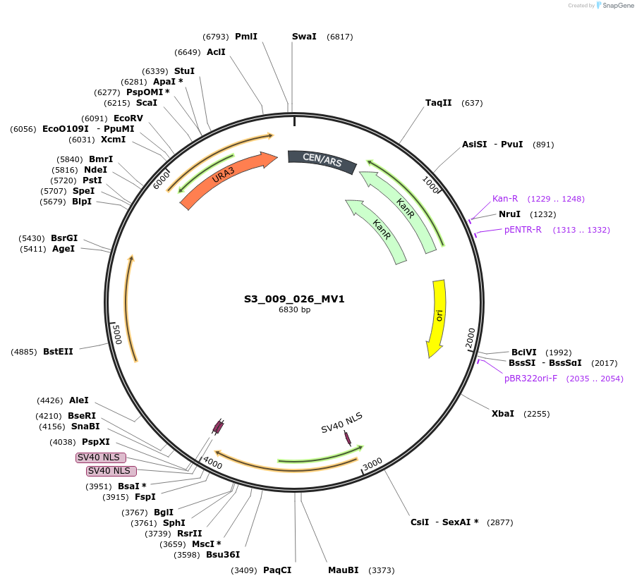 134421-plasmid-map-sequence-id-266876