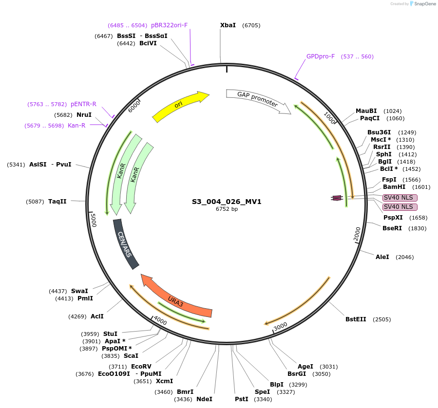 134416-plasmid-map-sequence-id-266877