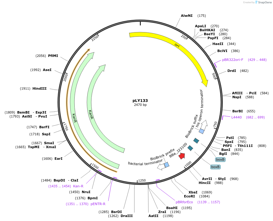 130961-plasmid-map-sequence-id-266878