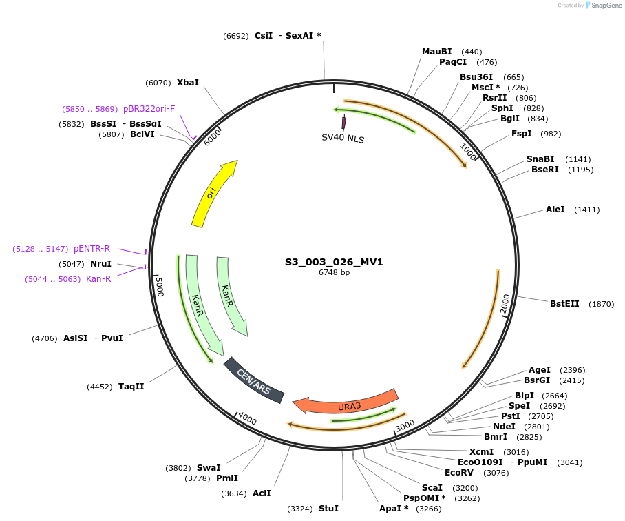 134415-plasmid-map-sequence-id-266882
