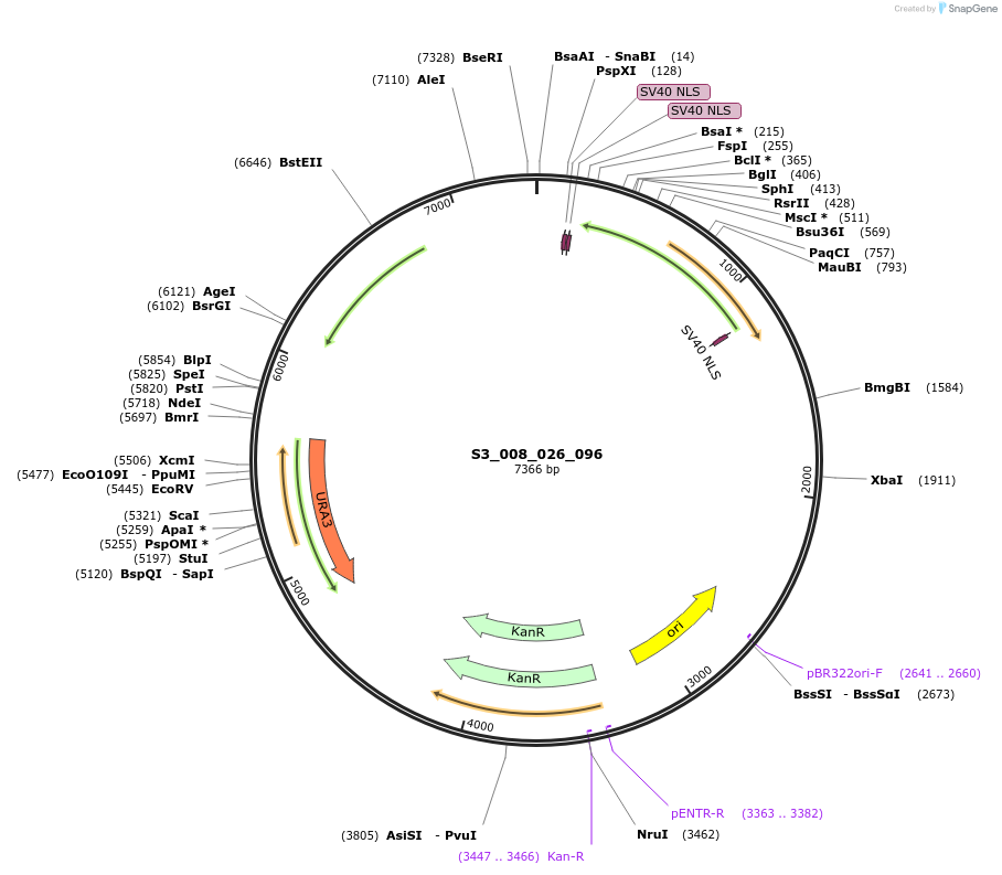134411-plasmid-map-sequence-id-266891