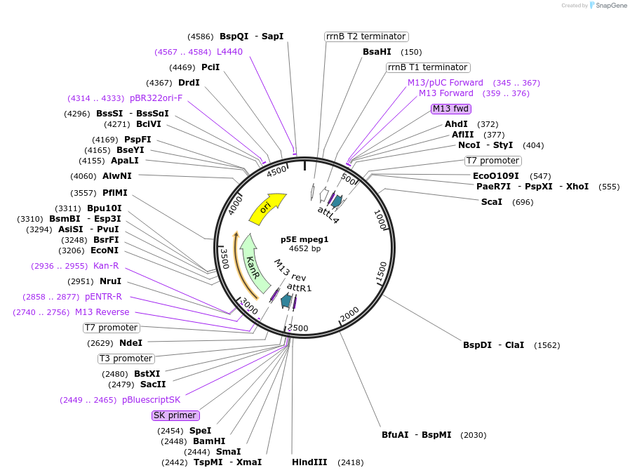 135199-plasmid-map-sequence-id-266893