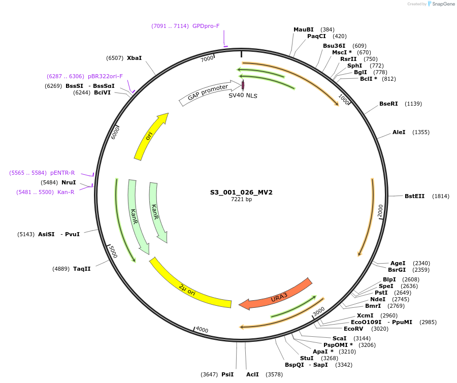 134422-plasmid-map-sequence-id-266896