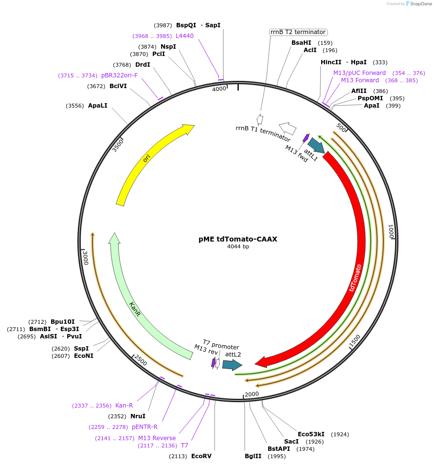 135204-plasmid-map-sequence-id-266908