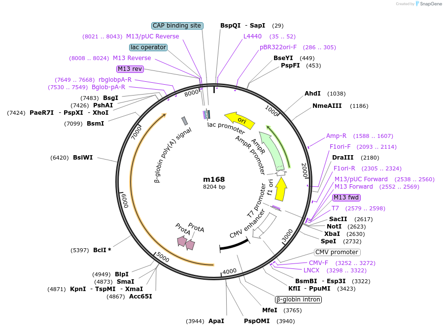 34886-plasmid-map-sequence-id-266909