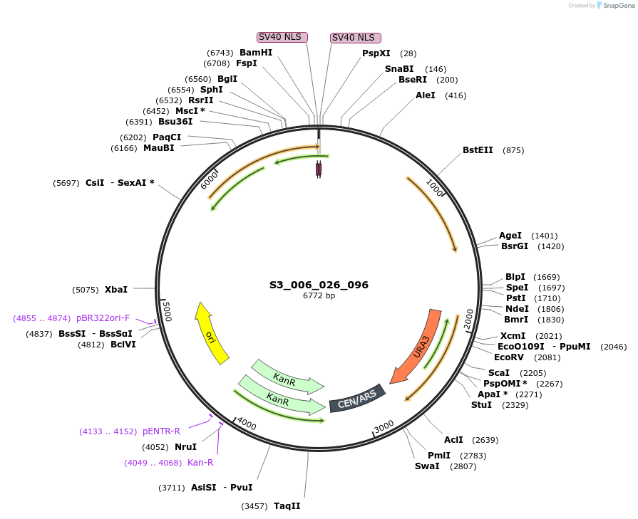 134418-plasmid-map-sequence-id-266910