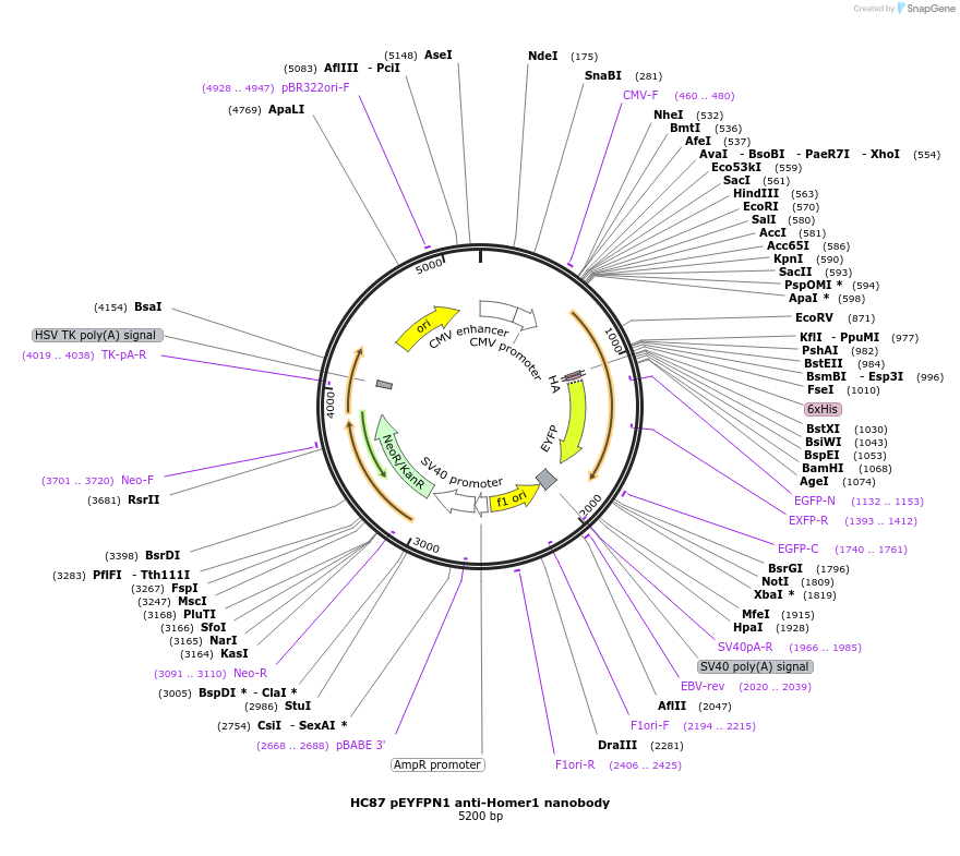 135223-plasmid-map-sequence-id-266913