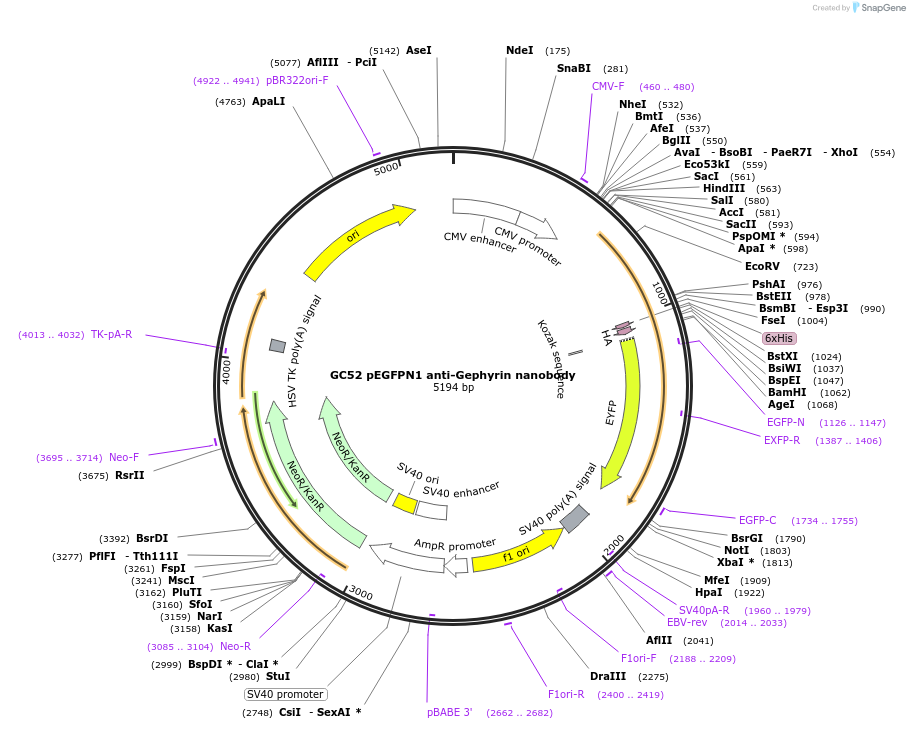 135224-plasmid-map-sequence-id-266915