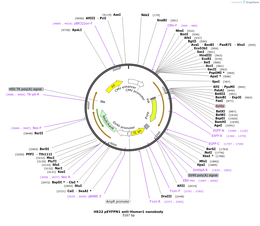 135219-plasmid-map-sequence-id-266916