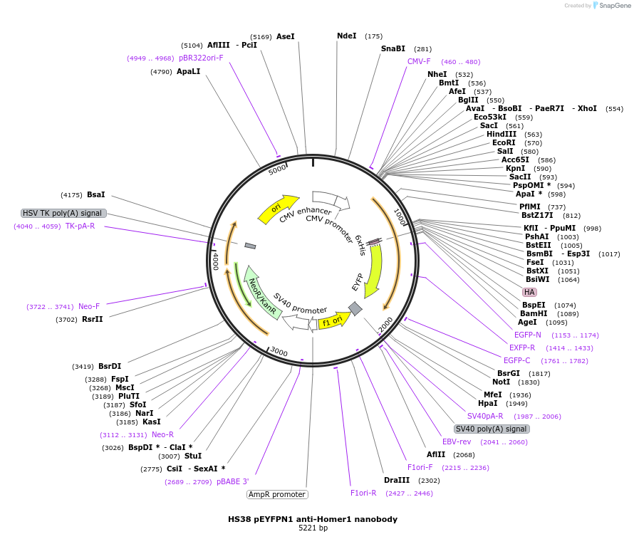 135221-plasmid-map-sequence-id-266917