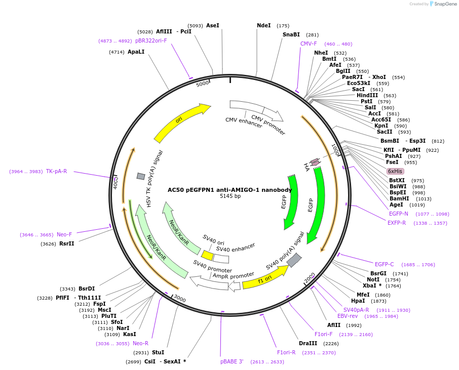 135225-plasmid-map-sequence-id-266918