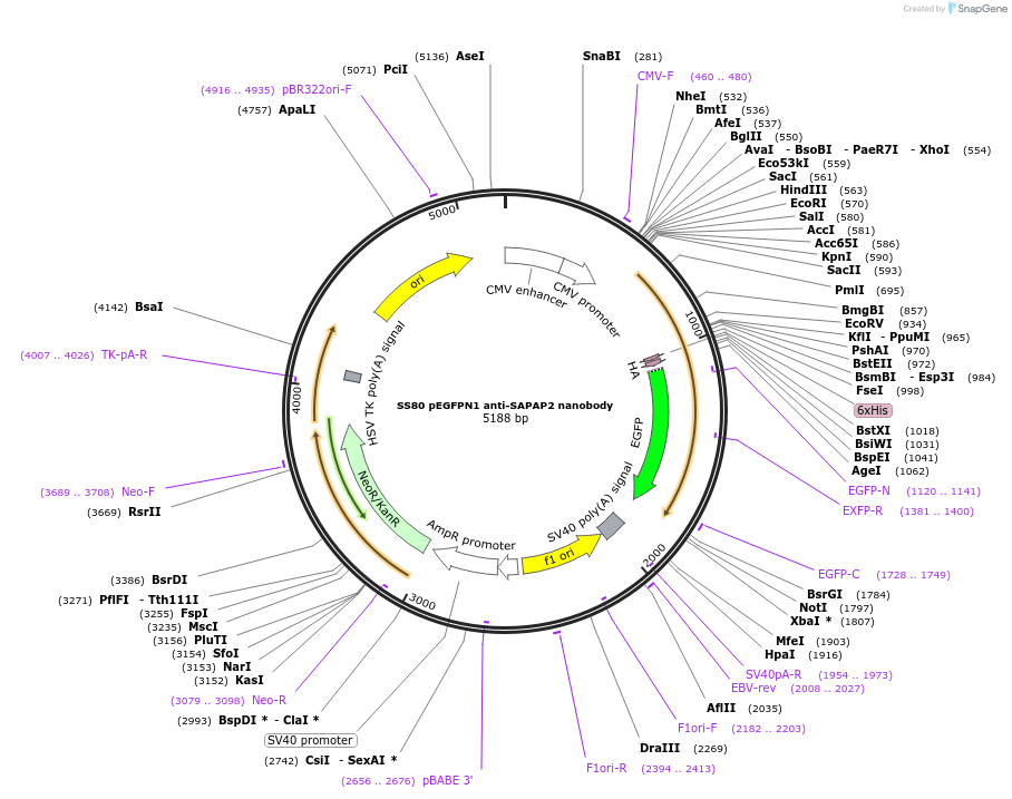 135228-plasmid-map-sequence-id-266919