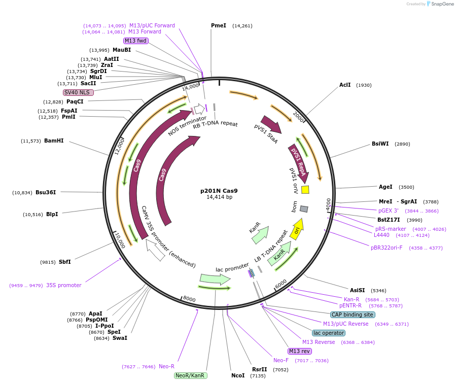 59175-plasmid-map-sequence-id-266922