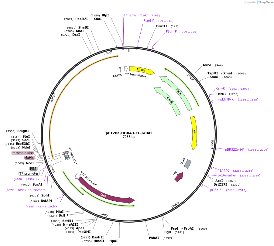 134577-plasmid-map-sequence-id-266936